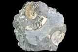 Hoploscaphites Ammonite & Clam Cluster- South Dakota #86201-1